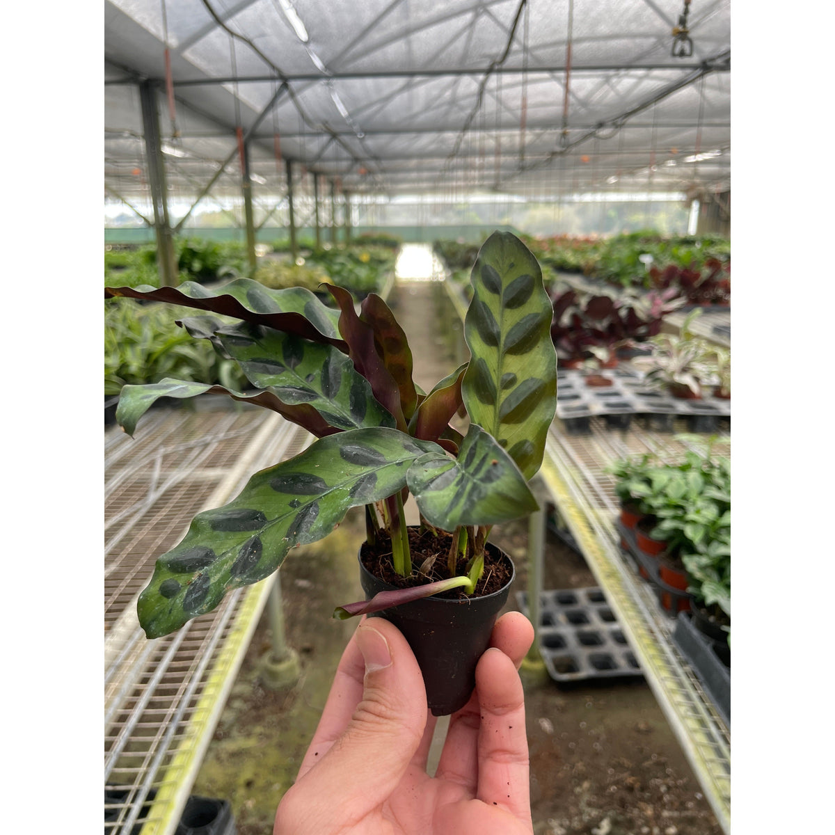 Calathea Lancifolia 'Rattlesnake'