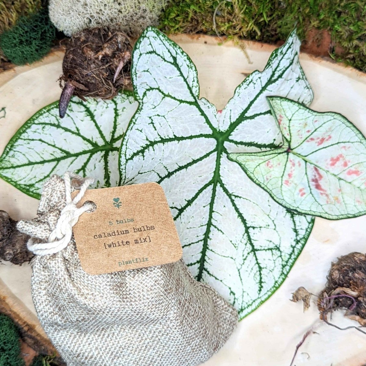 Caladium Mix Bulbs