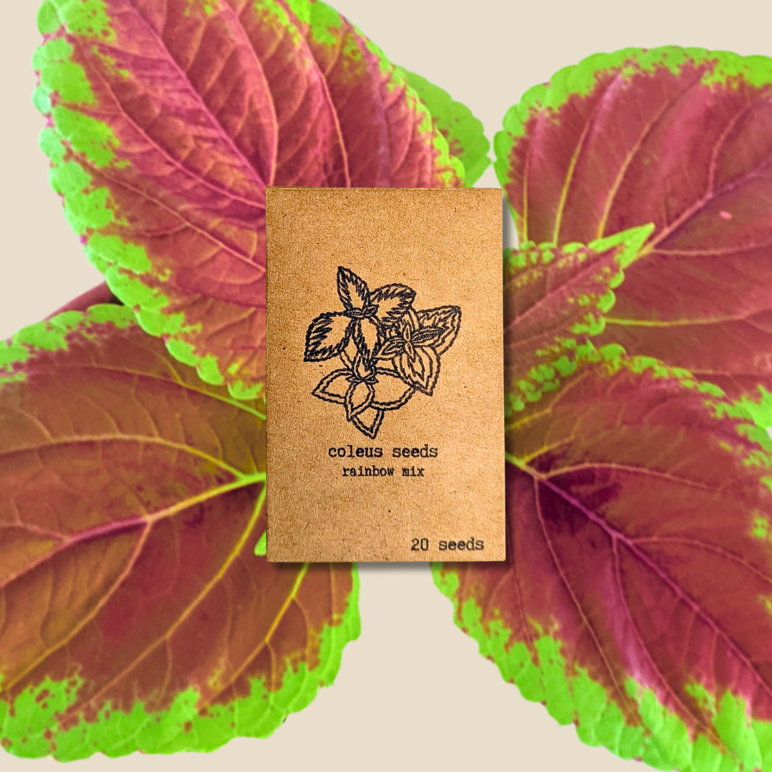 Rainbow Coleus Seeds